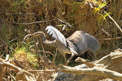 Ardea sumatrana
