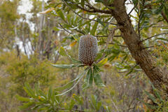 Banksia serrata