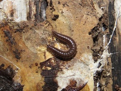 Cleidogona