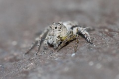 Hamataliwa grisea