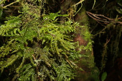 Meteoriaceae