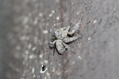 Hamataliwa grisea