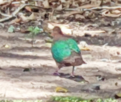 Chalcophaps longirostris