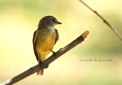 Microeca flavigaster