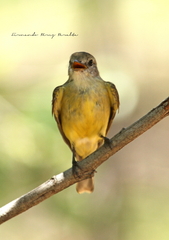 Microeca flavigaster