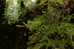 Meteoriaceae