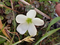 Oxalis magellanica