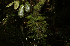 Meteoriaceae