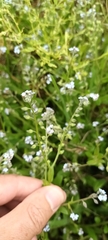 Myosotis sylvatica