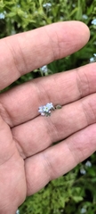 Myosotis sylvatica