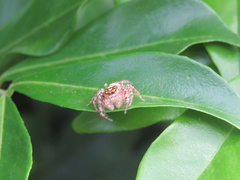 Opisthoncus quadratarius