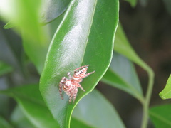 Opisthoncus quadratarius