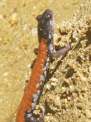 Plethodon yonahlossee