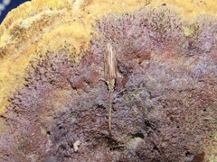 Tenomerga cinerea