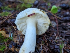 Russula crassotunicata
