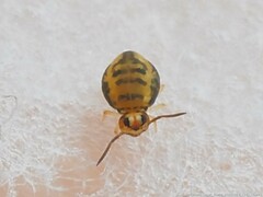 Sminthurinus henshawi