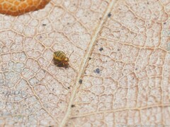 Sminthurinus henshawi