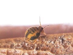 Sminthurinus henshawi