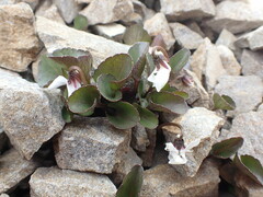 Viola cunninghamii