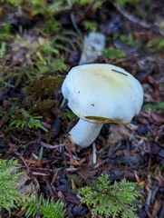 Russula crassotunicata