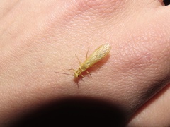 Plecoptera