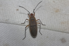 Dysdercus obliquus