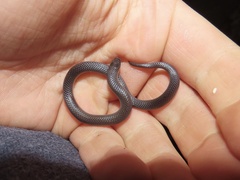 Carphophis amoenus amoenus