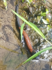 Plethodon yonahlossee