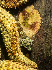 Bovichtus angustifrons