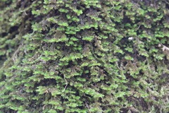 Forsstroemia trichomitria