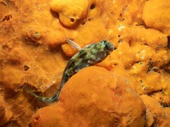 Parablennius tasmanianus