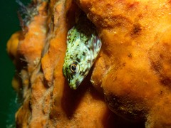 Bovichtus angustifrons