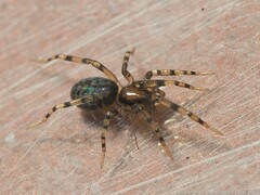 Phrurotimpus alarius