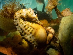 Hippocampus abdominalis