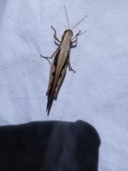 Stenocatantops splendens