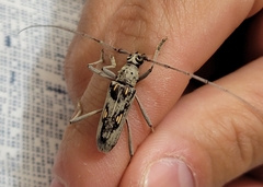 Eburia quadrinotata