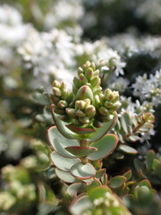Veronica pinguifolia