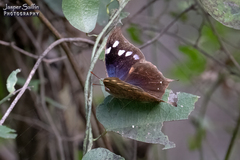 Memphis pithyusa
