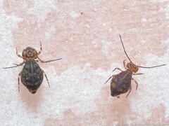 Ptenothrix marmorata