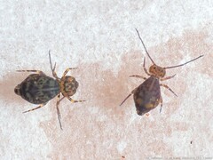 Ptenothrix marmorata