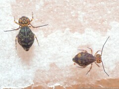 Ptenothrix marmorata
