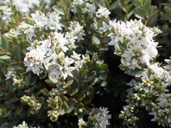 Veronica pinguifolia