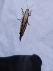 Stenocatantops splendens