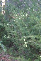 Acacia verticillata