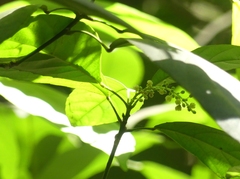 Cleidion spiciflorum