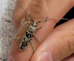 Eburia quadrinotata