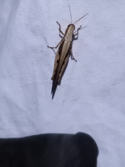 Stenocatantops splendens