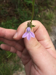 Lobelia brevifolia