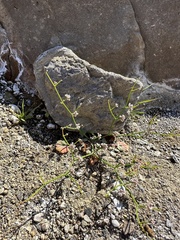 Eriogonum rotundifolium