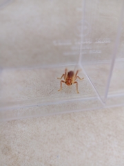 Tarbinskiellus portentosus